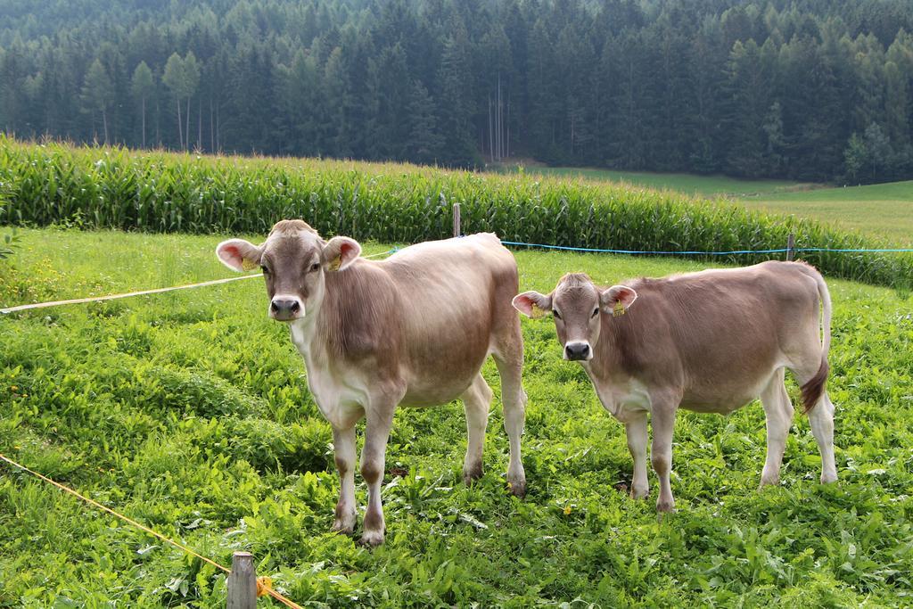 Spisserhof كيوزا المظهر الخارجي الصورة